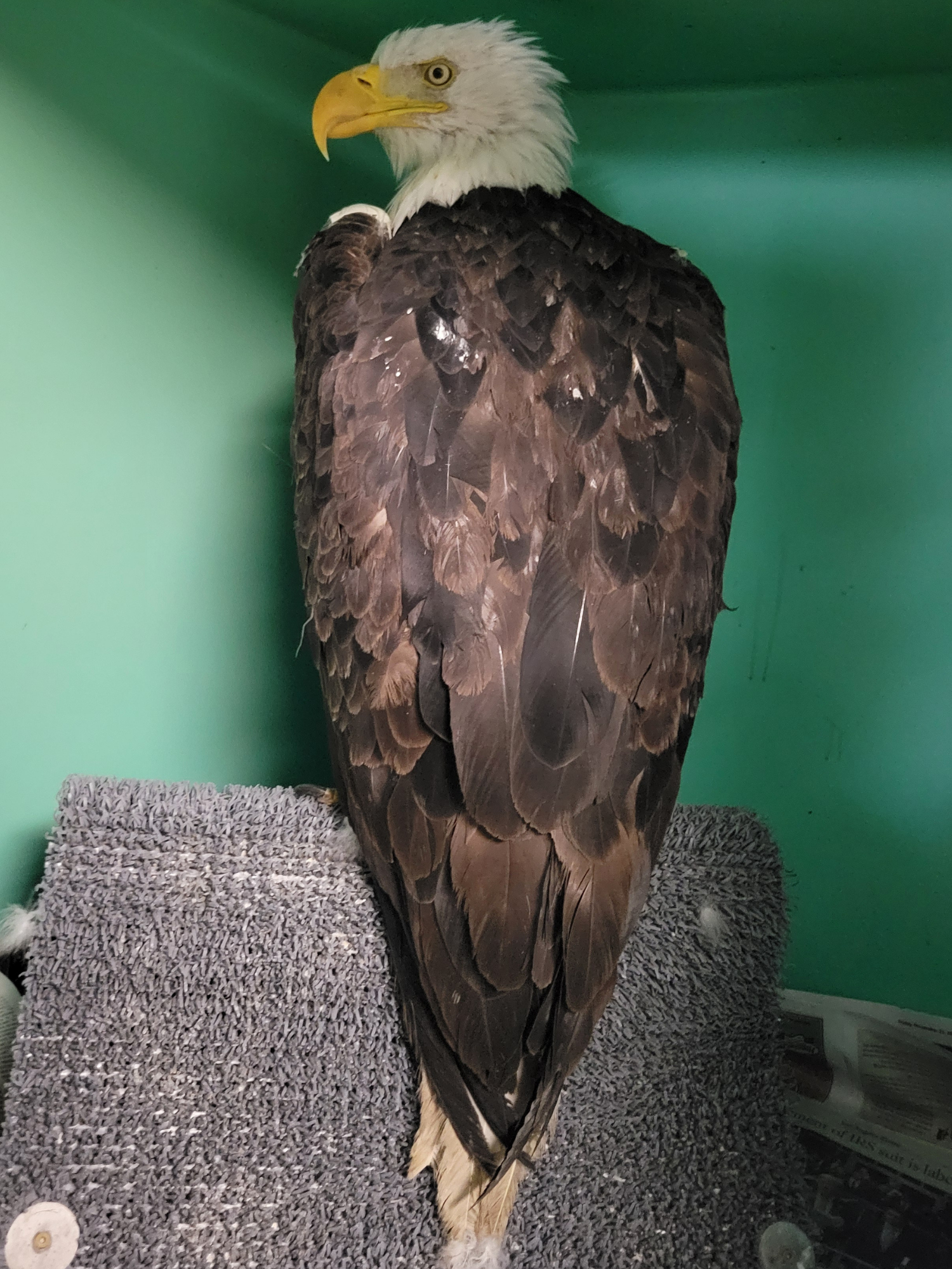 Photo of Bald Eagle 26-519